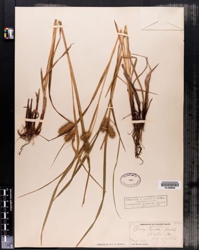 Carex lurida