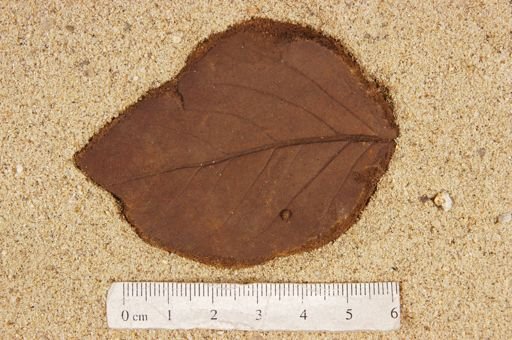 Ficus inaequalis