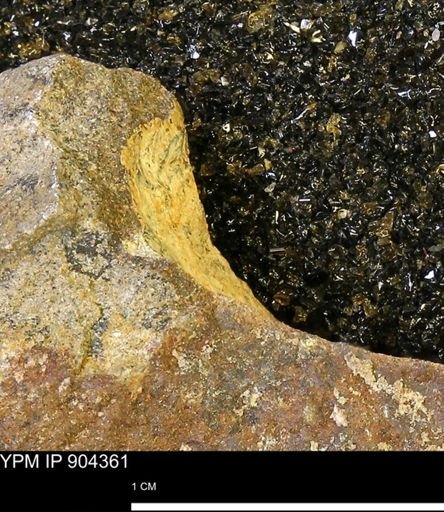 undet. Mollusca
