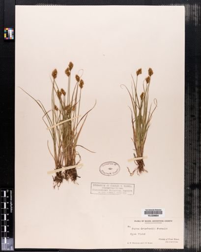 Carex crawfordii