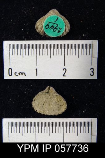 Camarotoechia transversa