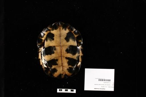 Glyptemys insculpta