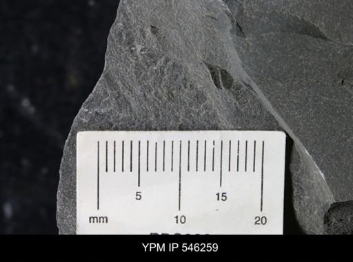 undet. Eurypterida