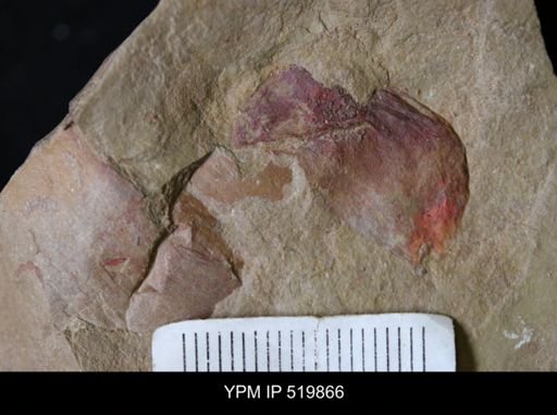 undet. Arthropoda