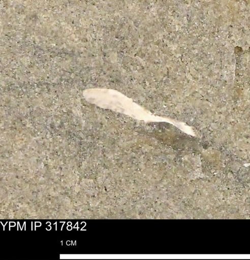 undet. Mollusca