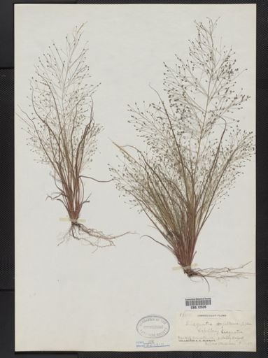 Eragrostis capillaris