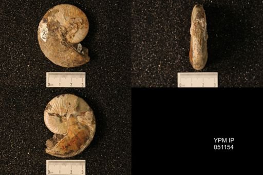 Hoploscaphites nicolletii