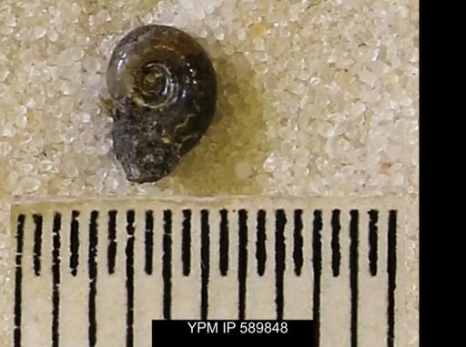 Hoploscaphites comprimus