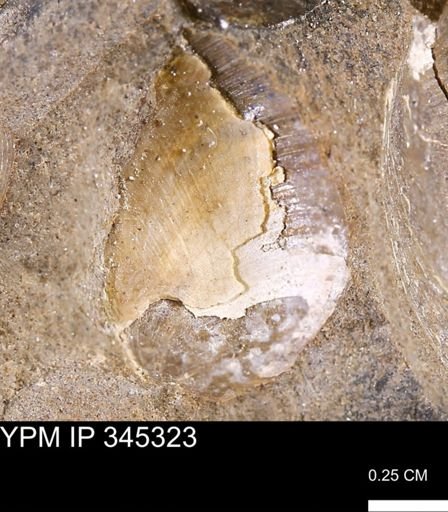 undet. Bivalvia