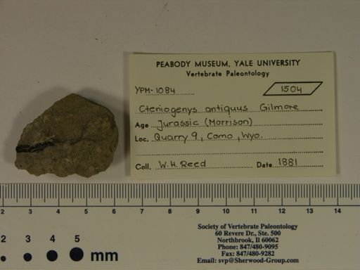Cteniogenys antiquus