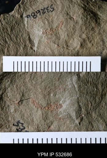 Bryozoa?