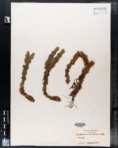 Lycopodium lucidulum