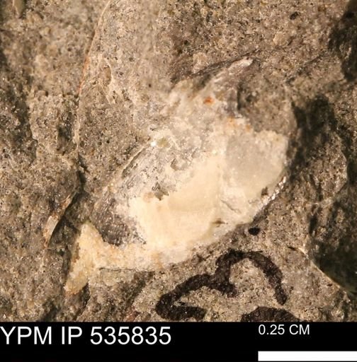 Limopsis striatopunctatus