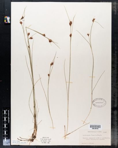 Rhynchospora fusca
