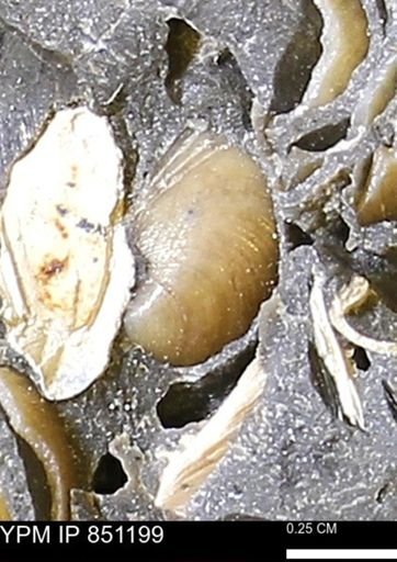 Limopsis striatopunctatus