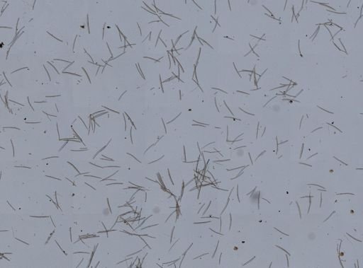 Isodictya deichmannae