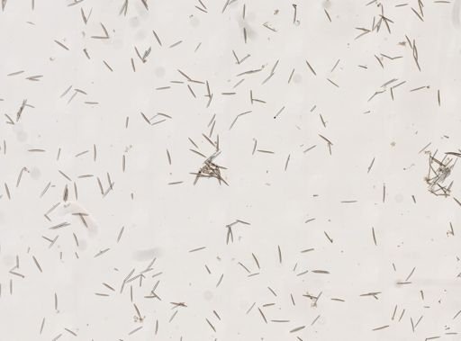 Haliclona oculata