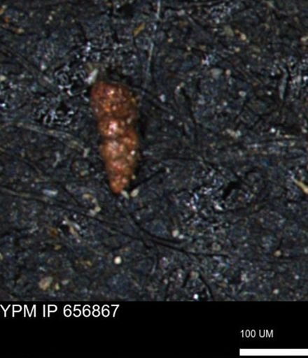 Verneuilinoides kansasensis