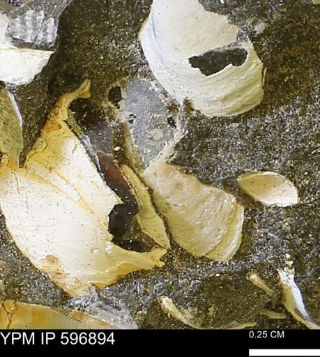undet. Bivalvia