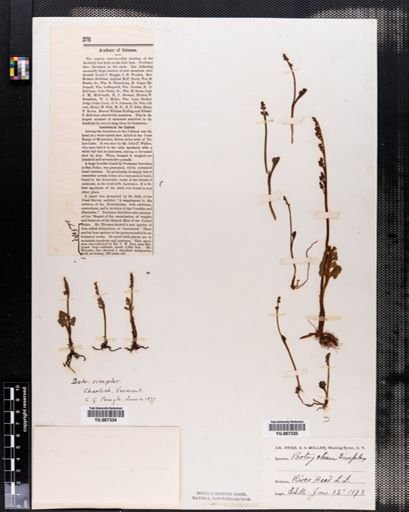 Botrychium simplex