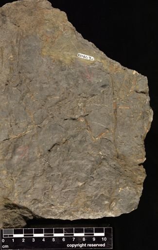 Trimerophytopsida