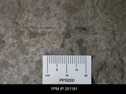undet. Eurypterida