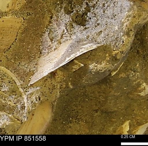 Limopsis striatopunctatus