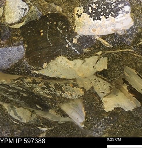 Limopsis striatopunctatus