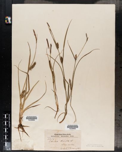 Carex hirta