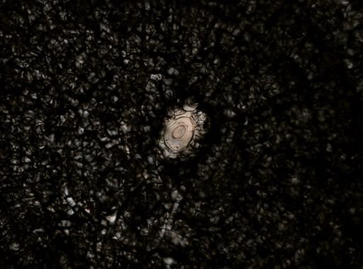 Stylochus ellipticus