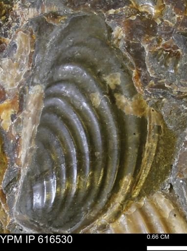 Inoceramus crippsii barabini