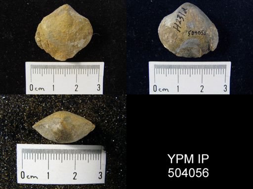 Cleiothyridina sp.