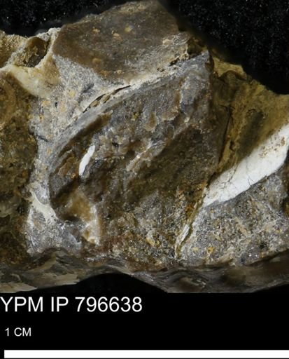 undet. Mollusca