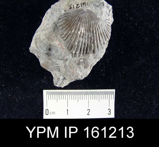 Dinorthis charletona