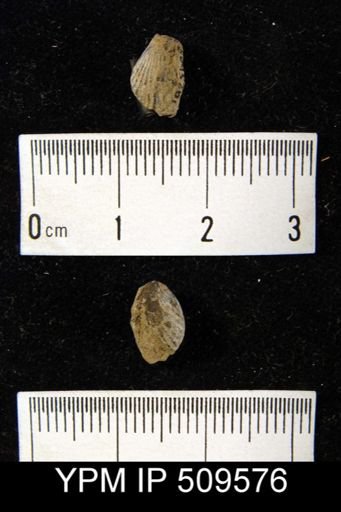 Retzia sp.