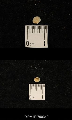 undet. Brachiopoda