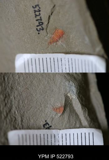 Chelicerata