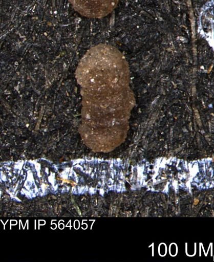 Ammobaculites euides
