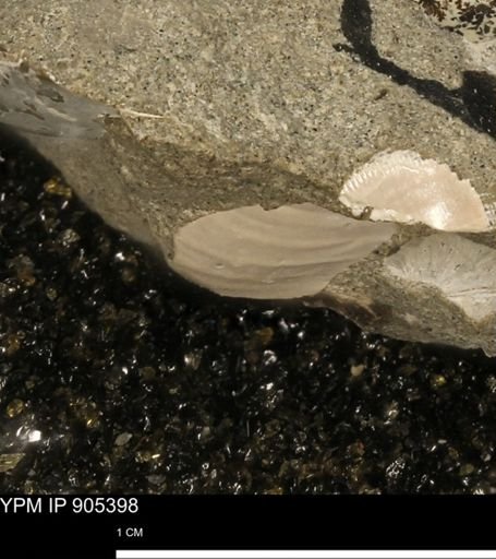 undet. Mollusca