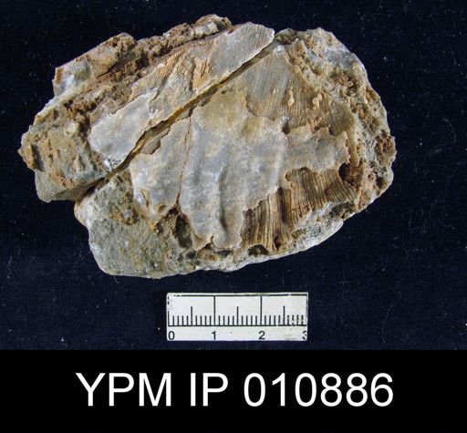 Meekella grandis