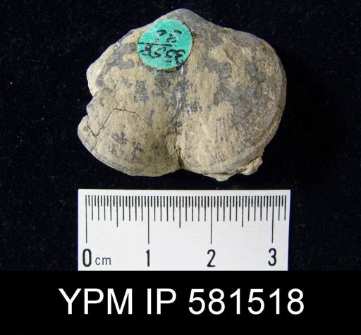 Schizophoria impressa