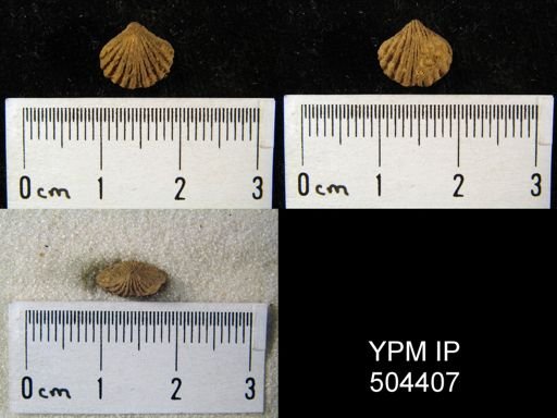 Rhynchospira globosa