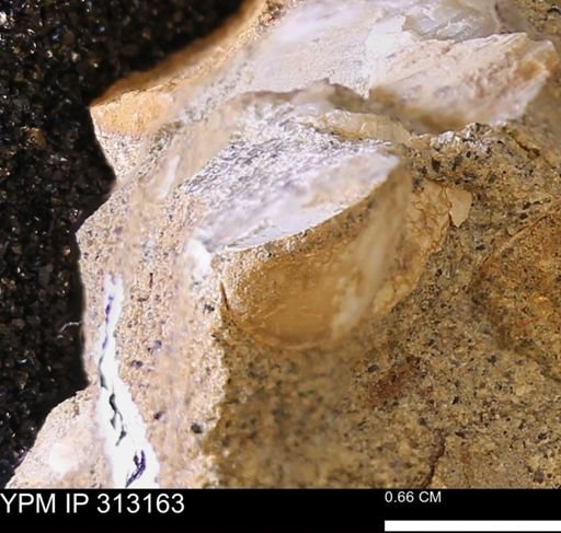 Corbicula