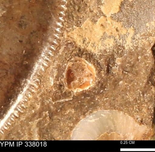 undet. Mollusca