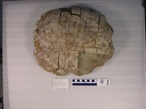 Echmatemys haydeni