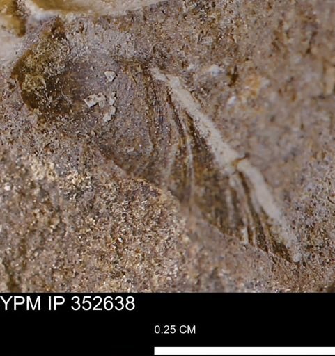 undet. Mollusca