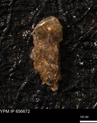 Verneuilina canadensis