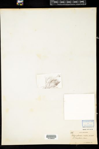 Polysiphonia mollis