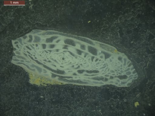 Triticites ohioensis