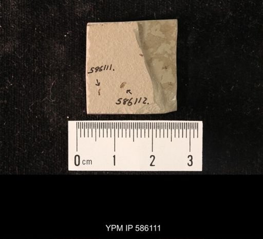 undet. Staphylinidae